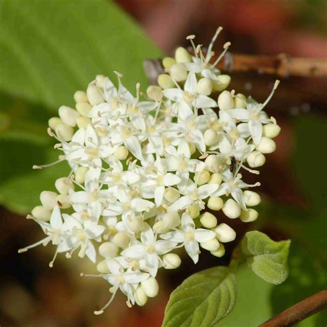 Flowering dogwood, is a small, deciduous, flowering tree that may grow 15 to 25 feet tall and 4 to 6 inches in diameter. 6 Types of Dogwoods For Your Landscape