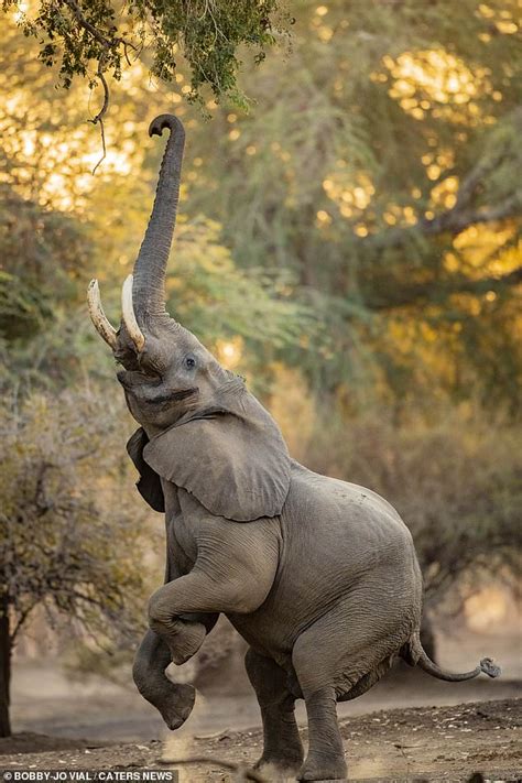 African Bull Elephant Photographed Stretching Canopy Heights Daily