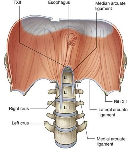 Image Result For Median Arcuate Ligament Of The Diaphragm Vascular