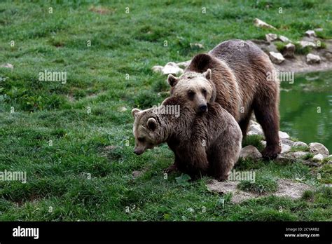 Romania Bear Sanctuary Hi Res Stock Photography And Images Alamy