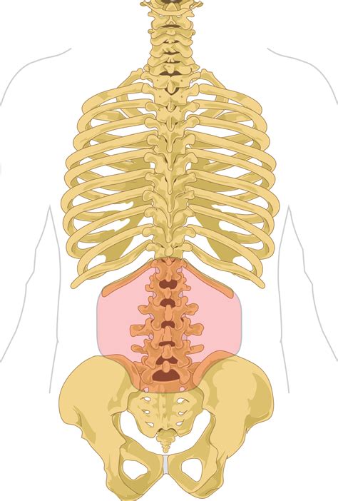 In this section, learn more about the vertebral column. Low back pain - Wikipedia