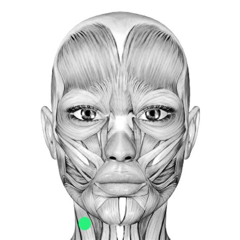 The neck muscles are specifically designed to either allow for neck movement or to provide structural support for the head. Digitizing Facial Movement During Singing | Michelle Cortese