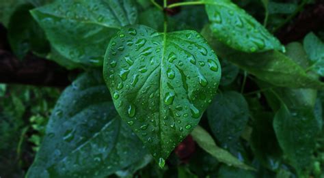 Wallpaper Leaves Food Photography Water Drops Green Herb Leaf