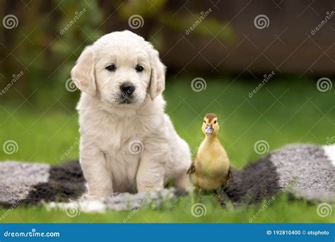Golden Retriever Puppy And Duckling Portrait Outdoors Stock Photo