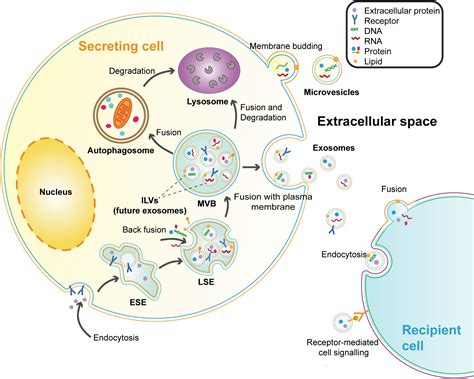 Frontiers The Emerging Role Of Neural Cell Derived Exosomes In Intercellular Communication In