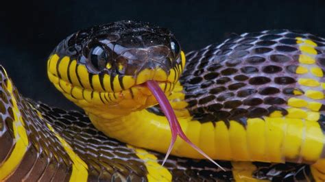 Top 5 Deadly Snakes That You Should Know Youtube