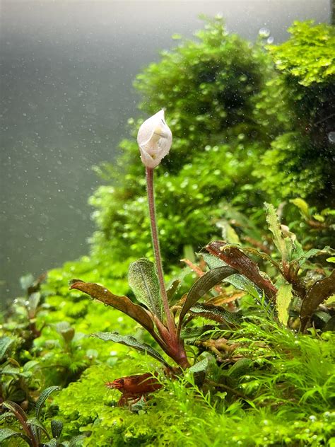 Bucephalandra Flowering Underwater Rplantedtank