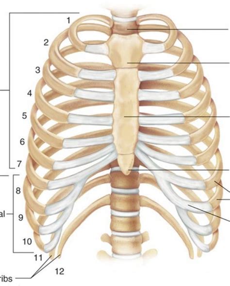 Rib Cage Nwp Blog The Rib Cage All You Need To Know The Rib Cage