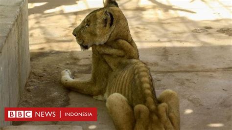 Desa ie meulee, kecamatan sukajaya, kota sabang, aceh 23511, indonesia. Singa-singa 'kurus kering, tinggal tulang dan kulit' karena kurang makan, timbulkan kemarahan ...