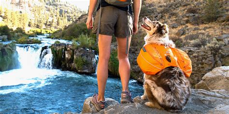 11 Best Dog Backpacks For Hiking And Camping 2018 Small