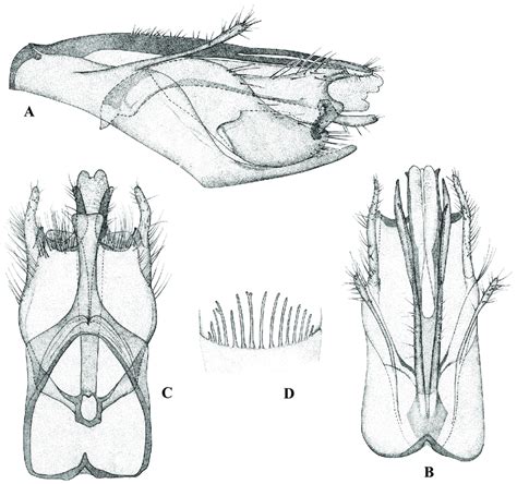 Goera Japonica Holotype Male Genitalia A Lateral View B Dorsal