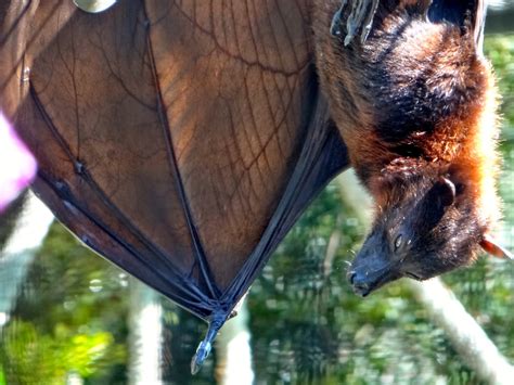 Pitbulls And Paints Lubee Bat Conservancy Gainesville Fl