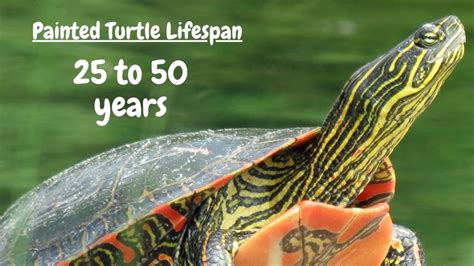 Painted Turtle Lifespan Pet Alayna Pepper