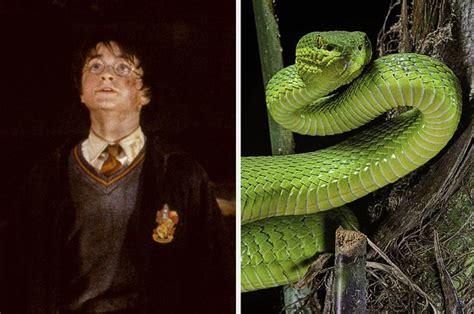 A Team Of Harry Potter Loving Scientists Just Named A New Species Of