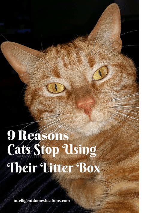 Check spelling or type a new query. 9 Reasons Cats Stop Using Their Litter Box | Intelligent ...