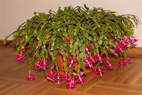 Christmas Cactus Care And Growing Guide Sunny Home Gardens