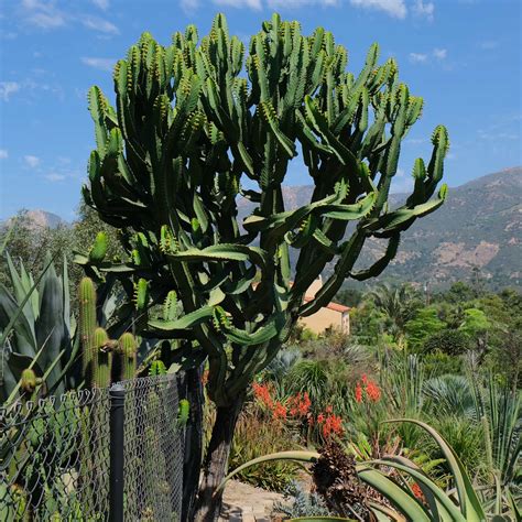 Cactus And Succulents Euphorbia Ingens