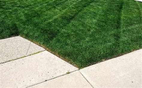 Green Thumb Lawn Care Lawn Care Services In Carrollton Tx