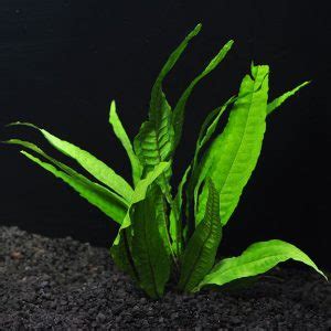 Beli java fern online berkualitas dengan harga murah terbaru 2021 di tokopedia! Tanaman Hidup Aquarium Air Tawar - Ratulangi