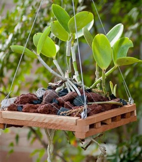 The cactus community on reddit. Black Lava Rocks 1 inch | Orchid house, Orchids, Growing ...