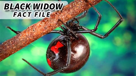 How Long For A Black Widow To Kill You Man Possibly Killed By 19