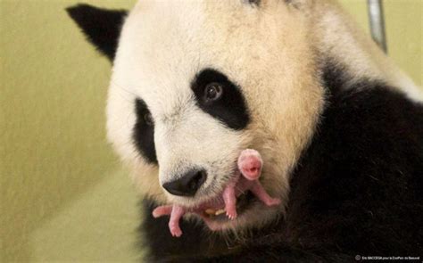 Pregnant Panda Finally Reveals Newborn To Zookeepers And Brings Them To
