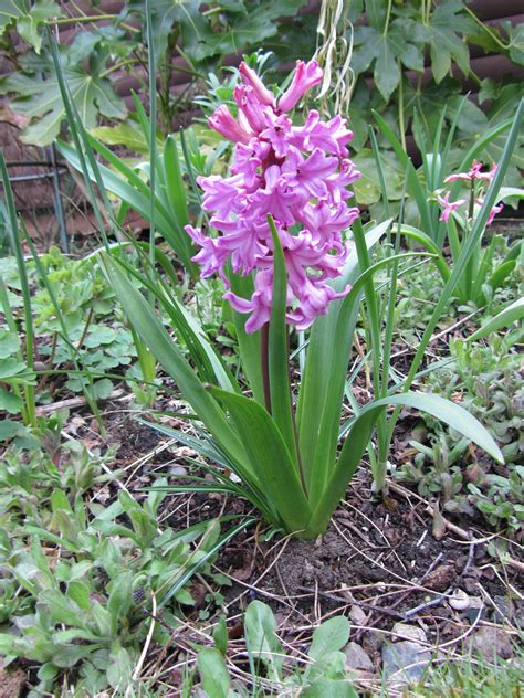 Check out our hyacinth bulbs selection for the very best in unique or custom, handmade pieces from our craft supplies & tools shops. Gorgeous pink hyacinth in March in my garden. To see more ...