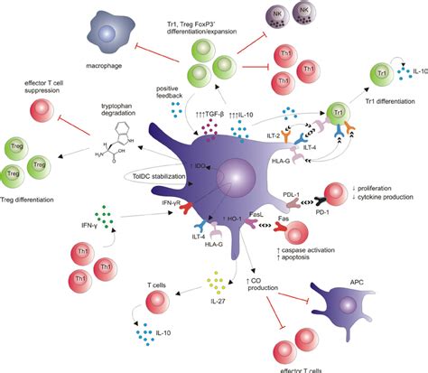 Molecular And Cellular Mechanisms Exerted By Toldcs In Transplantation