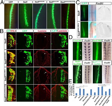 Phosphorylation Of Sox9 Is Required For Neural Crest Delamination And