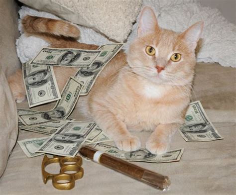 It features the shady cat meowrice as he and his henchmen explain the wonders of money over any other resource. A Few Very Wealthy Cats (25 pics) - Izismile.com