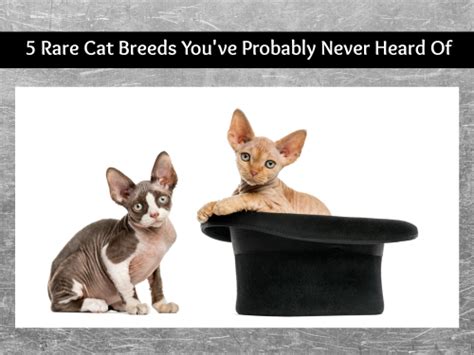 5 Rare Cat Breeds Youve Probably Never Heard Of Laptrinhx News