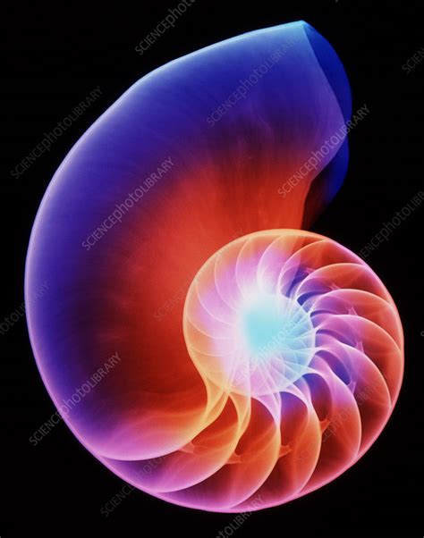 Coloured X Ray Of The Nautilus Shell Stock Image Z5100015