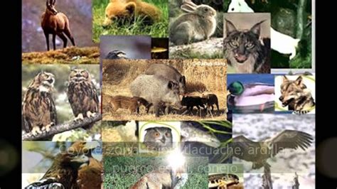 Top 128 Imagenes De La Fauna Del Bosque Templado Theplanetcomicsmx