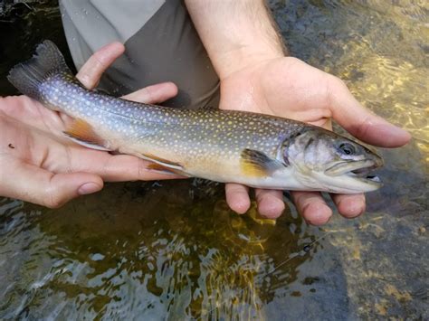 A Beautiful Brook Trout In Western Pa Rflyfishing