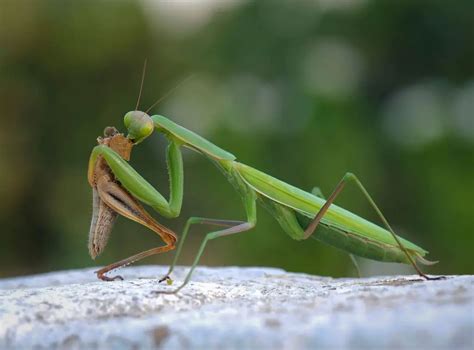 What Do Praying Mantis Eat A Comprehensive Guide To Their Diet