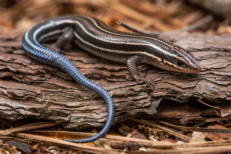 Southeastern Five Lined Skink Reptiles And Amphibians Of Mississippi