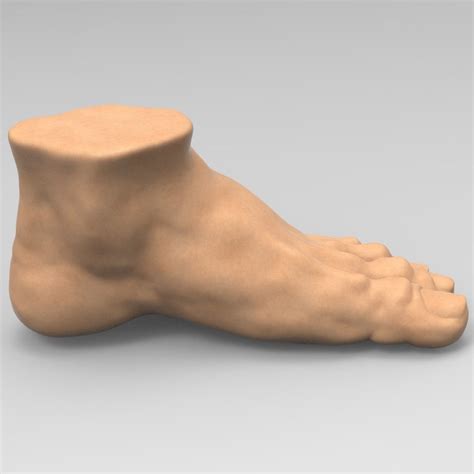 Foot Foot Human 3d Cgtrader
