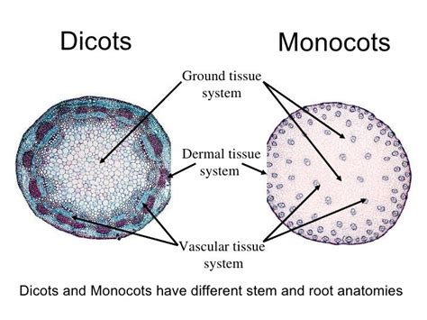 Plant Tissues