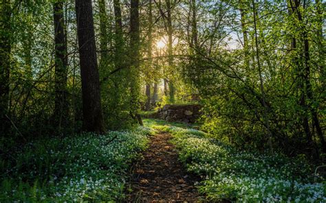 [100 ] bilder vom frühling