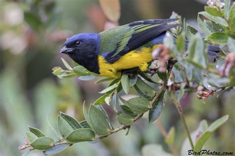 Black Chested Mountain Tanager