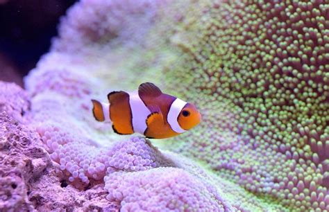 In the wild, bears can live up to 25 years of age, though older bears have been documented. How Long Do Clownfish Live? Lifespan in Captivity and in ...