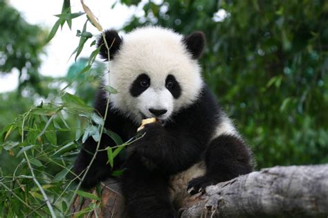 Los Pandas Gigantes Salen De La Lista De Especies Amenazadas Como Me
