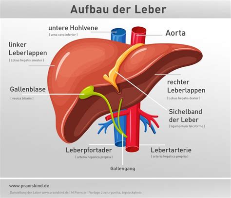 Das ligamentum falciforme spannt sich in anteroposteriorer richtung aus. Kunst, Fotografie, Bildung und Medien‎ » Fotokunstweb.de