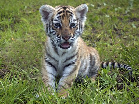 Bengal Tiger Cute Tiger Cubs Bengal Tiger Tiger