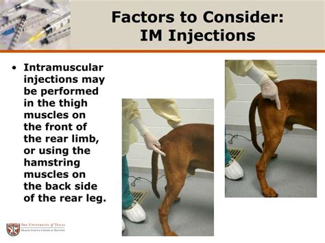 Ppt Canine Injection Techniques Powerpoint Presentation Id27807