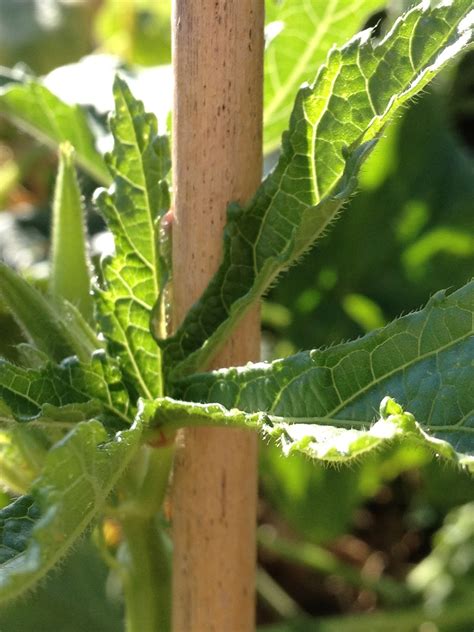 At first, the harvest can be kind of slow until the plants are all producing in unison. Okra En Suisse: A Vegetable Garden: Growing Okra in ...