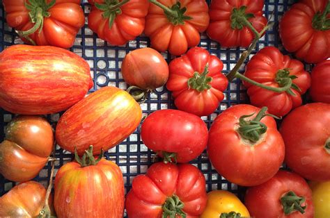 A Guide To Italian Tomatoes Jamie Oliver Features
