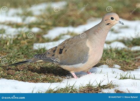 Mourning Dove In Snow Stock Image Image Of Wild Wing 66437647