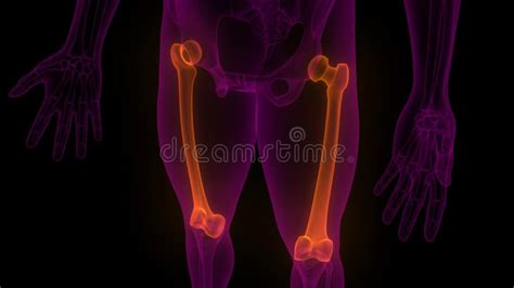 Femur Bone Joints Of Human Skeleton System Anatomy X Ray 3d Rendering