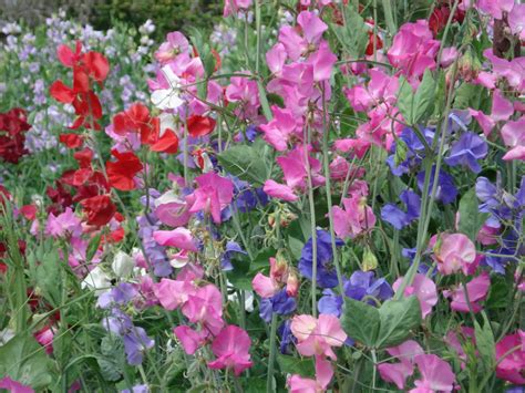 Windmill Farm Sweat Pea Is April Flower Month